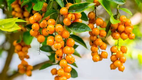 A planta Pingo de Ouro é venenosa Saiba mais e veja como cuidar dela