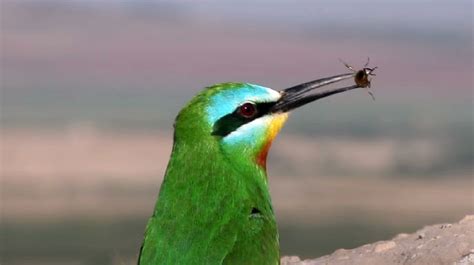 Blue Tailed Bee Eater: Skies Alive with Thailand's Vibrant Avian