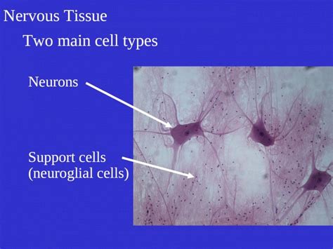 Ppt Nervous Tissue Two Main Cell Types Neurons Support Cells