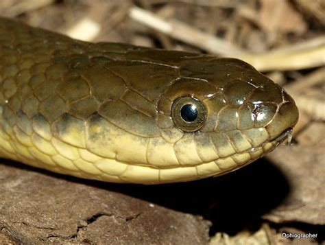 Split Keelback Snakes Of Peninsular India · Biodiversity4all