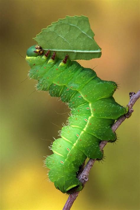 Luna Moth Caterpillar on Leaf