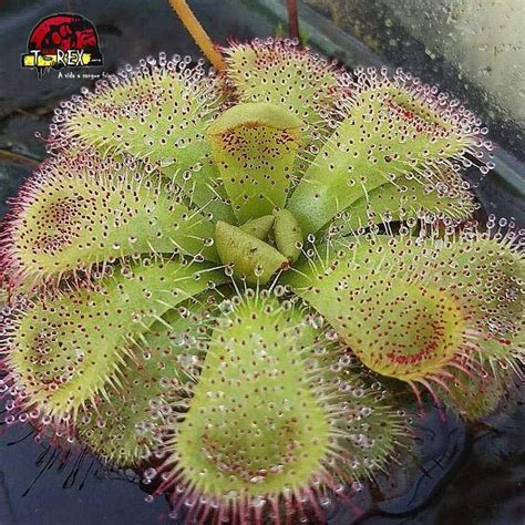 Compre agora a planta carnívora Drosera Admirabilis