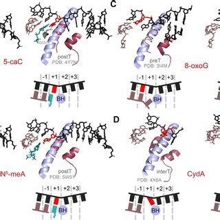 Structures Of The Active Center Of Rnap Ii Stalled At Alkylated And