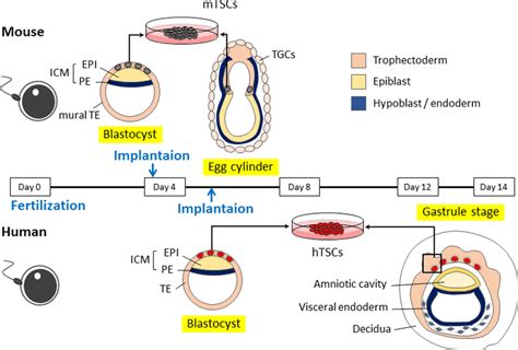 Comparison Of Periimplantation Embryos In Human And Mouse Epiblast