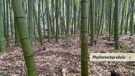 Phyllostachys Edulis Moso Bamboo Hornaday Bambu Batu