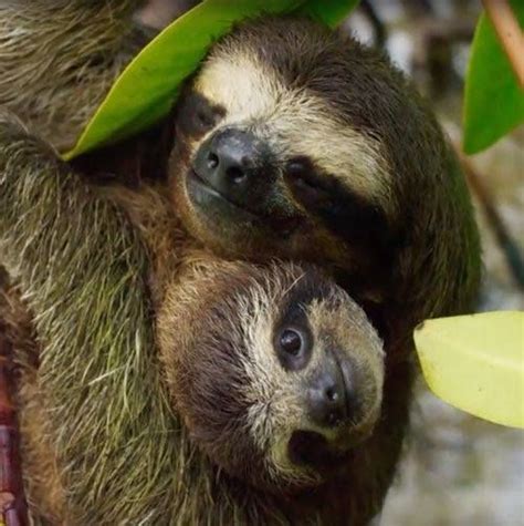 Sloth Of The Day Lets Talk About Sloths Sloth Of The Day Tiere