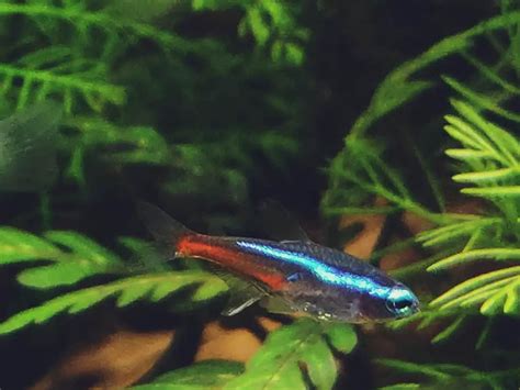 Green Neon Tetra 101: Care, Diet, Tank Size, Tank Mates & More - Aquarium Part