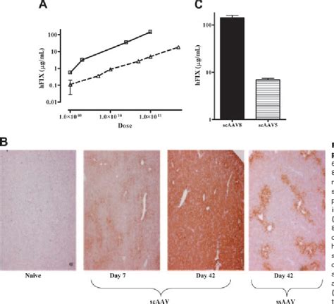 Figure From Self Complementary Adeno Associated Virus Vectors