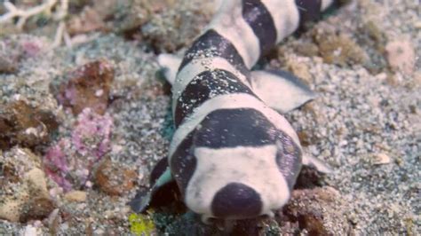 Baby Coral Catshark