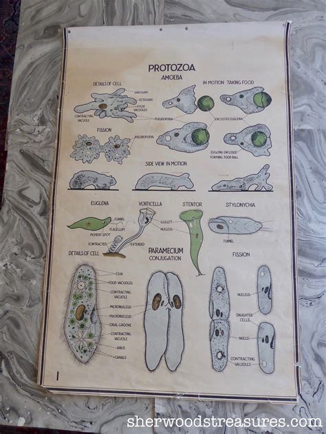 Large Old School Botanical Chart Protozoa Amoeba Weird Etsy