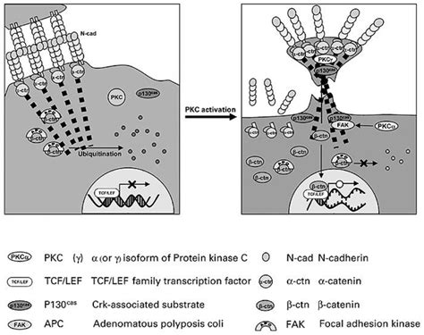 A Schematic Model Of Tpa Induced Differentiation Of Gt Cells Left