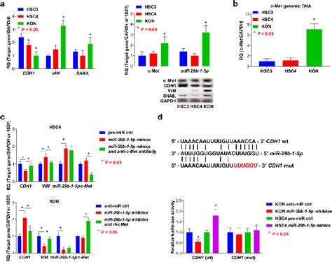 Figure 3 From The Oncogenic Activity Of MiR 29b 1 5p Induces The