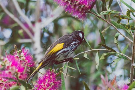 Honeyeater Bird On Top Of Branches Of A Native Australian Pink