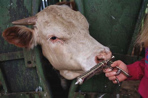 Preventing Negative Side Effects Of Cattle Vaccinations