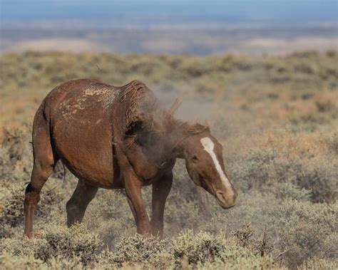 Wild Horses - Dave McGowen Photography