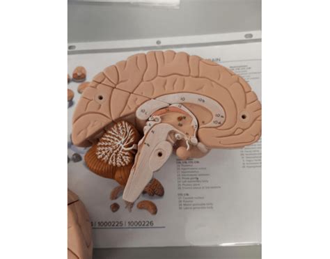 anatomy brain structures Quiz