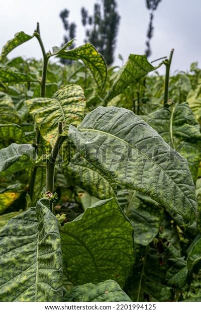 tobacco farming indonesia tobacco main ingredient stock photo