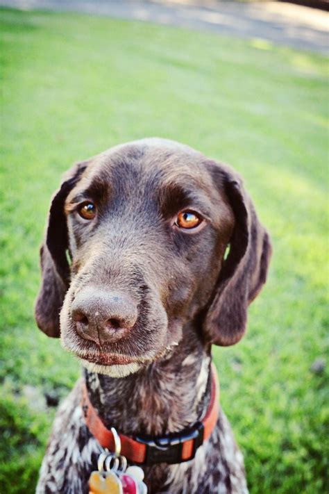 126 Best Х Langhaar German Longhaired Pointer Images On Pinterest