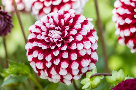 types  dahlia flowers  melba maxwell blog