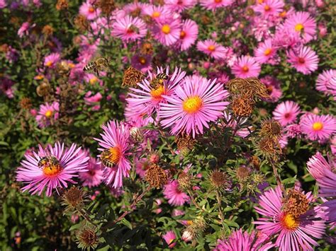 Symphyotrichum novae-angliae (New England Aster) | North Carolina ...