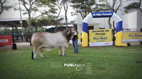 Galería de fotos EL ANIMAL MÁS PESADO DE LA RAZA BRAHMAN EN LA