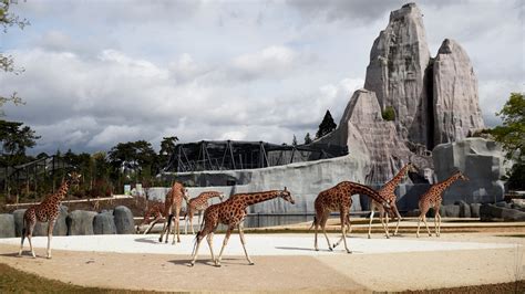 Revamped Paris Zoo shows animals together in natural environment | CTV News