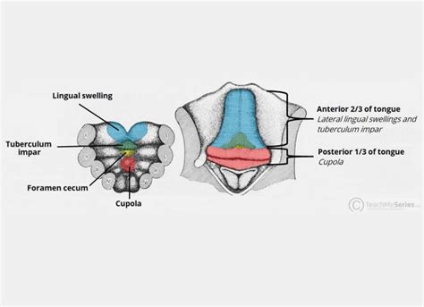 CEMENTOENAMEL JUNCTION Focus Dentistry