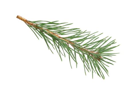 Premium Photo Green Natural Pine Branch Isolated On White Background