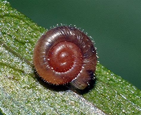 Behaarte Laubschnecke Ngid Naturgucker De Enjoynature