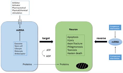 Changes In MiRNA Expression Affect Neuronal Development And Survival