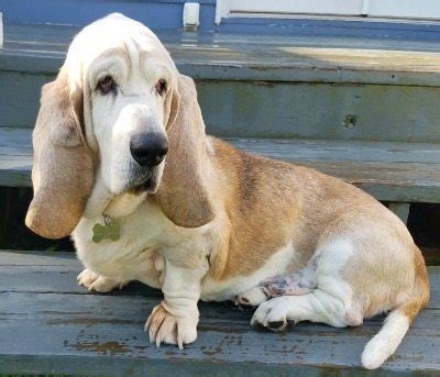 Adoption Process | All Bassets Cherished Basset Hound Rescue, Inc.