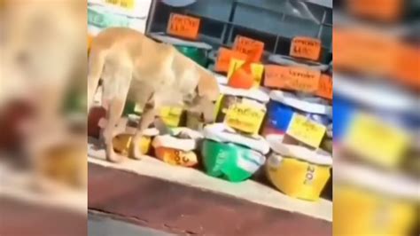 VÍDEO Cachorro degusta ração sem ser convidado e viraliza na web