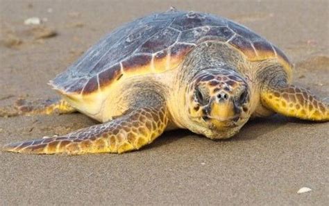 Tartaruga Caretta Caretta Depone Le Uova Su Una Spiaggia Di Milano