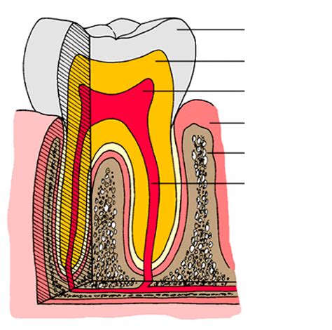 Tooth anatomy Diagram | Quizlet