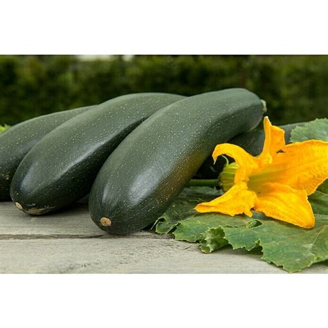 Zucchini Bio Cucurbita Pepo Subsp Pepo Convar Giromontiina Alando