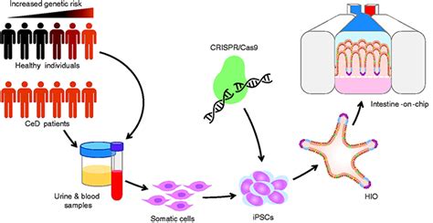 Celiac Diseaseonchip Modeling A Multifactorial Disease In Vitro