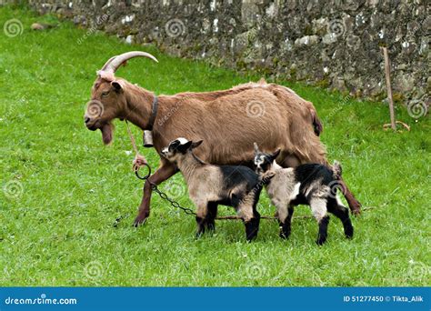 Goat With Two Babies Stock Photo Image Of Mother Goat 51277450