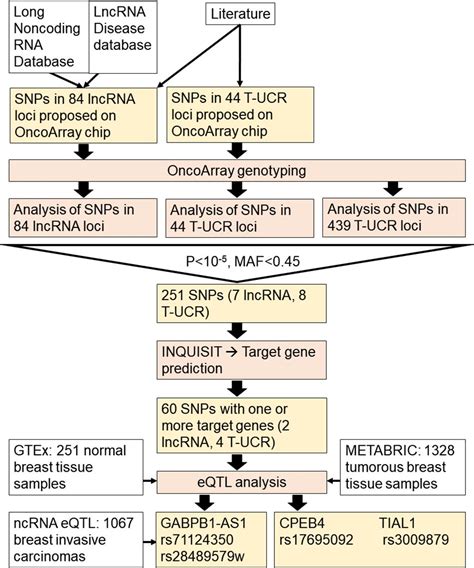 Frontiers Snps In Lncrna Regions And Breast Cancer Risk