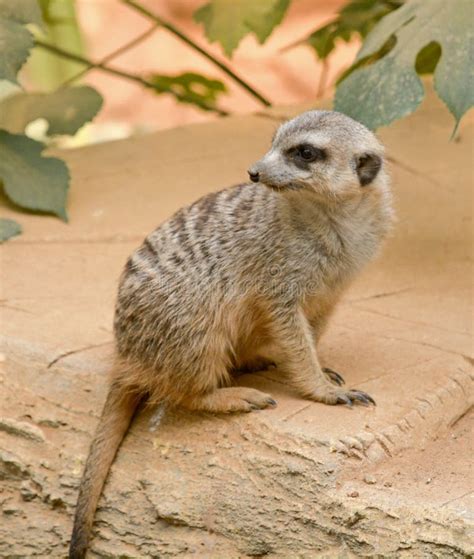 foraging meerkat stock photo image  meerkat south