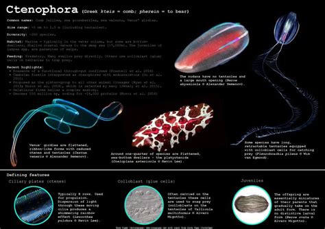 Ctenophora – Dr. Ross Piper | Systems biology, Nervous system, Basic ...