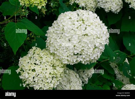 Hydrangea Arborescens Annabelle Stockfotografie - Alamy