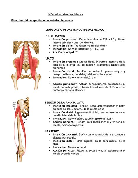 Músculos Miembro Inferior Miembro Inferior Del Compartimiento