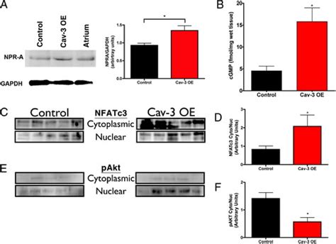 Cardiac Specific Overexpression Of Caveolin 3 Attenuates Cardiac