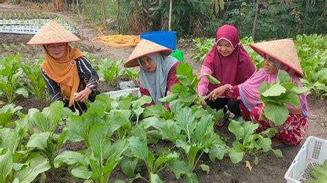 Bantu Ekonomi Keluarga Petani Wanita Desa Lubuk Pabrik Bangka Tengah