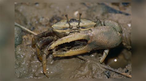 Fiddler Crabs Characteristics Nutrition Curiosities And More