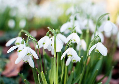 Best Bulbs to Plant in the Fall - When to Plant Flower Bulbs