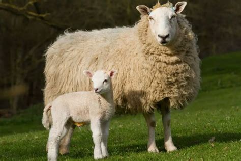 Lamb Vs Sheep: What Are The Differences Between Sheep And Lambs ...