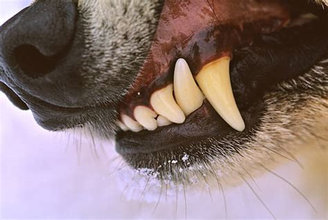 Free Wolf Teeth Images Pictures And Royalty Free Stock Photos