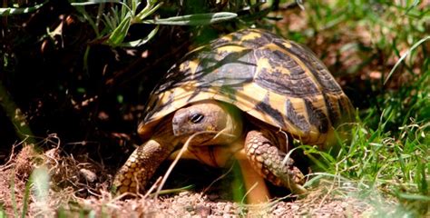 Cuidados Básicos De Las Tortugas De Tierra Turismo And Viajes Info Perú