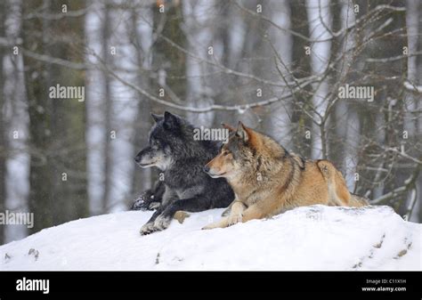 Mackenzie Valley Wolf Alaskan Tundra Wolf Or Canadian Timber Wolf